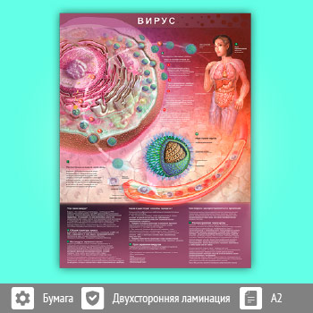 Плакат «Вирус» (М-29, ламинированная бумага, А2, 1 лист)